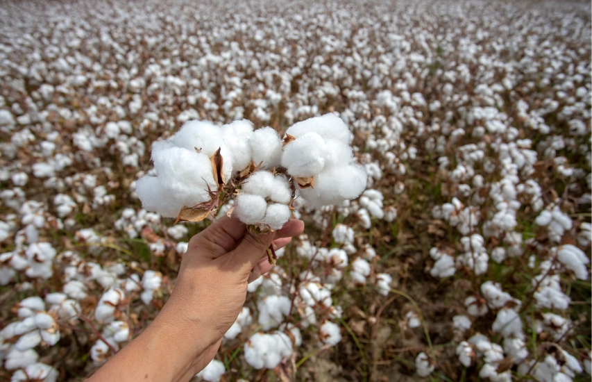 Cotton Industry